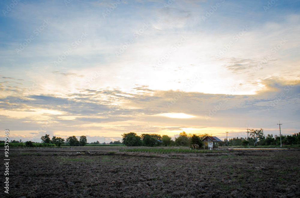 wheat field on sunset