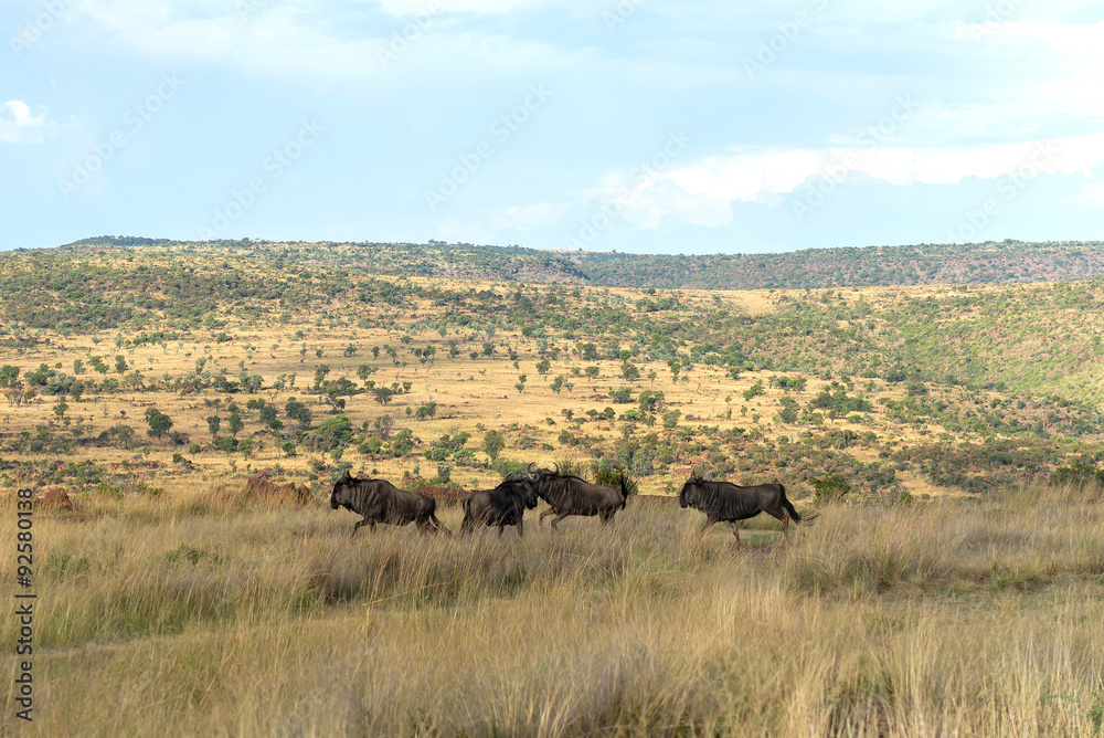 Wildebeest, National park Ezemvelo. South Africa. 

