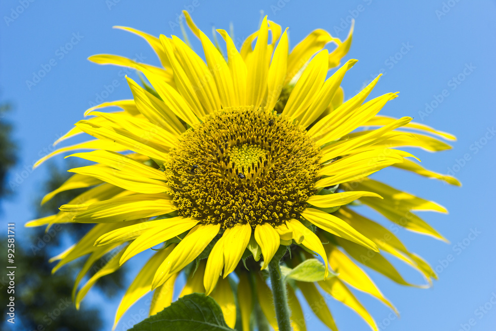 Sunflower flower flowers turn sunlight throughout the day. Sunflower flower flowers turn sunlight throughout the day.