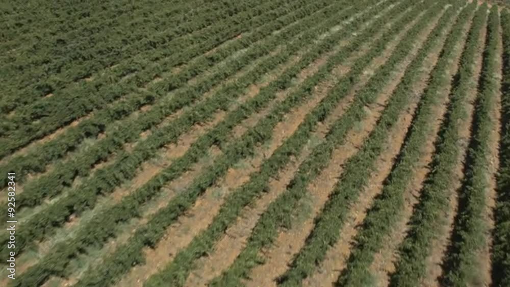 Aerial of vineyards and mountain in the Western Cape. Aerial of vineyards and mountain in the Western Cape.