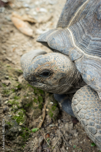 Aldabra Giant Tortoise , Aldabrachelys gigantean © marchsirawit