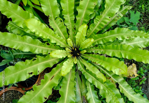 fern in rain forest 