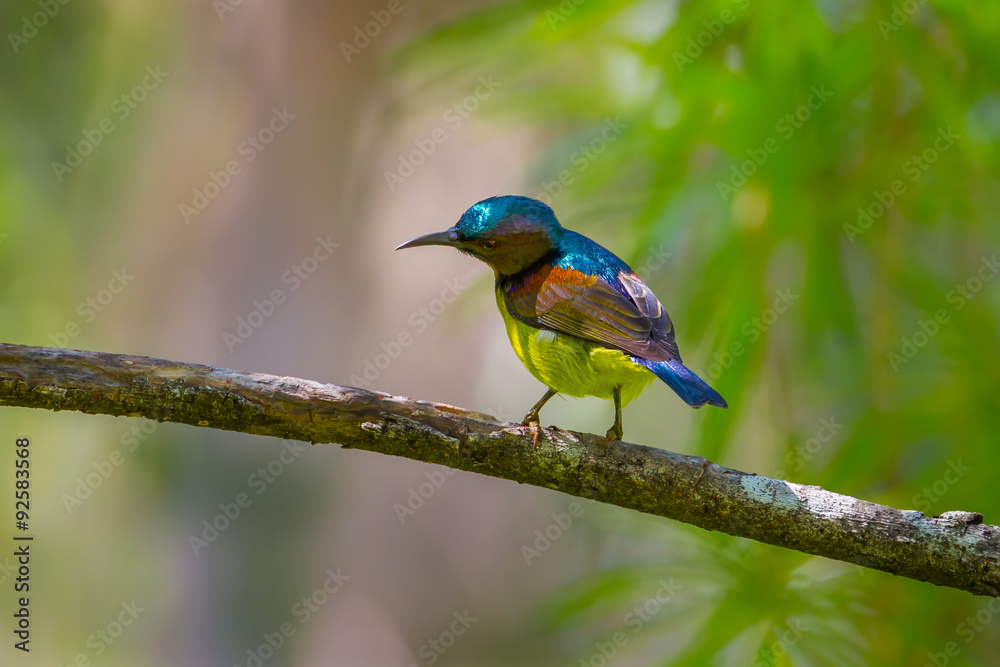 Male Brown-throated Sunbird (Anthreptes malacensis) Male Brown-throated Sunbird (Anthreptes malacensis)