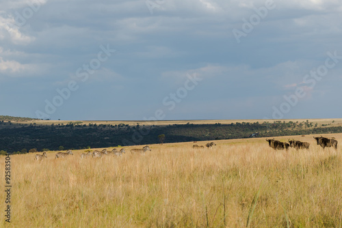 Zebras and Wildebeest. National park Ezemvelo. South Africa.     