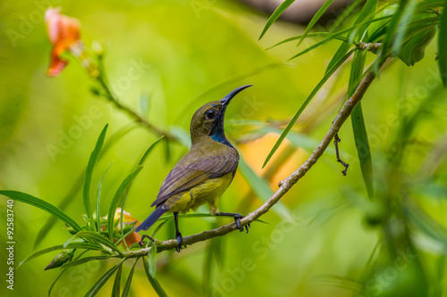 Olive-backed sunbird(Cinnyris jugularis)  on the branch