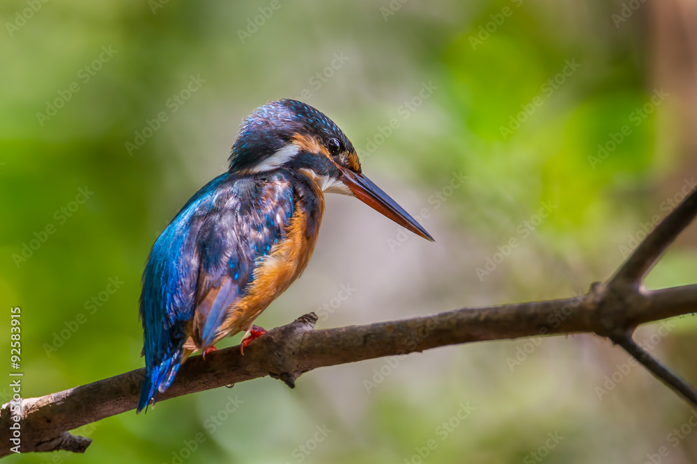 Fototapeta premium Backside of of Common Kingfisher (Alcedo atthis)