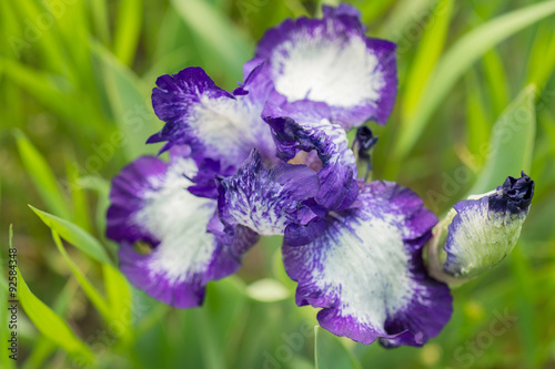 Purple iris flower