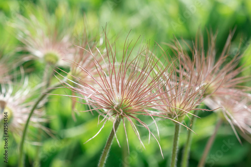 Flower Pulsatilla