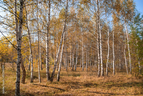 Landscape of the autumn forest.