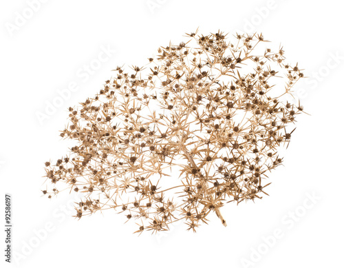 Obraz na płótnie Dry bush tumbleweed. (Eryngium campestre). isolated