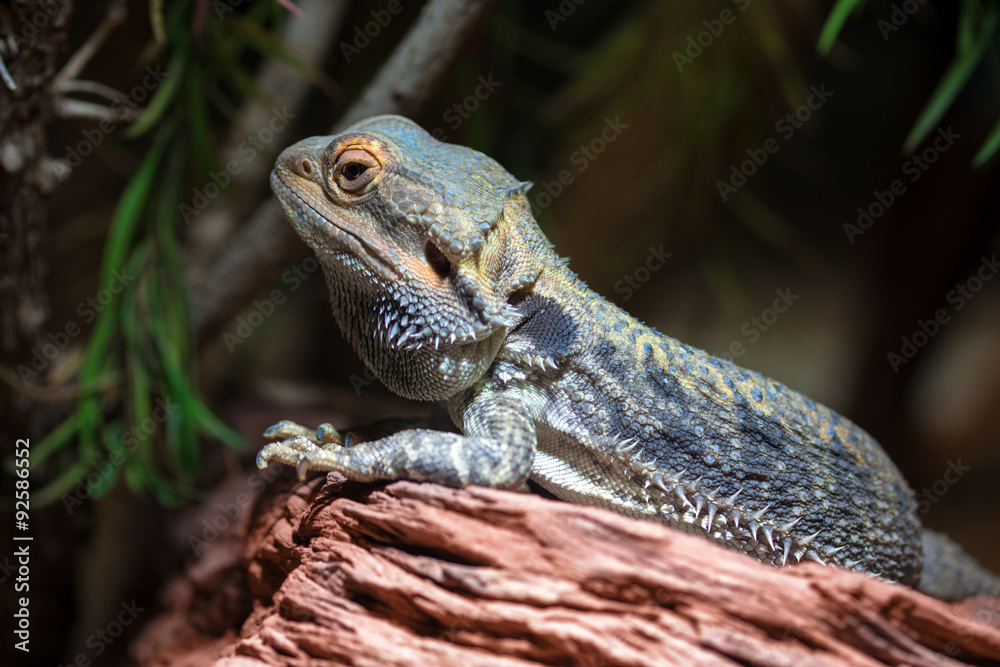Obraz premium Bearded dragon (Pogona)