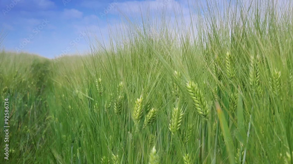 Barley crops growing in cultivated field, crop protection concept Barley crops growing in cultivated field, crop protection concept