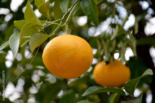 Wallpaper Mural はっさく Torontodigital.ca