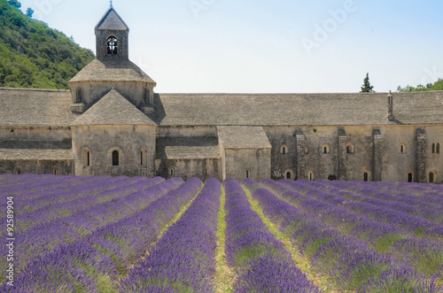 Abbey of Senanque and lavender flowers. 