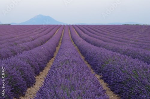 Blooming lavender fields in Provance. 