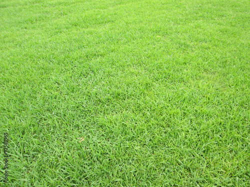 Green grass background texture