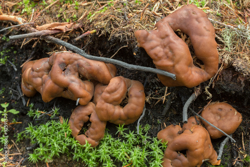 Doughnut fungus, Rhizina undulata