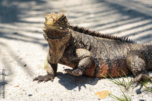 Wild Iguana  Cuba