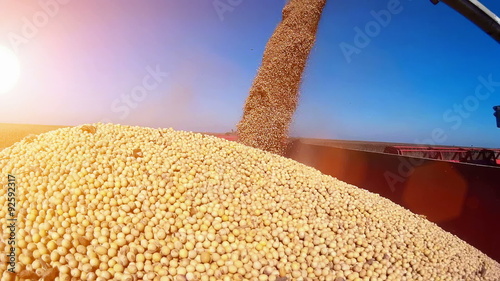 Pouring soybeans in a tractor trailer, Harvested soybean, Video clip