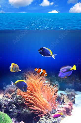 podwodna-sceneria-z-tropikalna-ryba