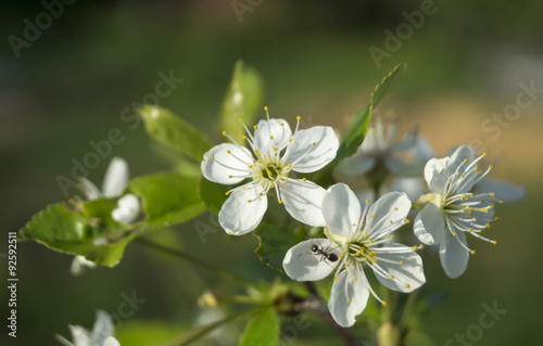 Spring blossom to cherries in garden