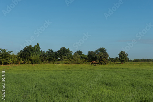 Rice field and bule sky