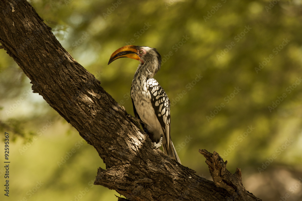 Fototapeta premium hornbill