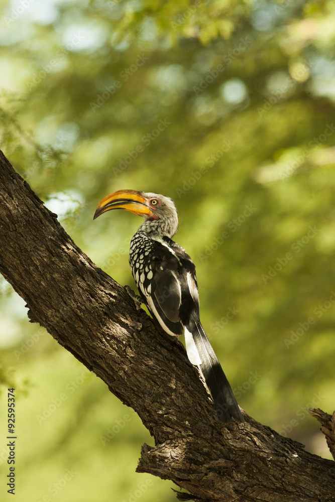 Fototapeta premium hornbill