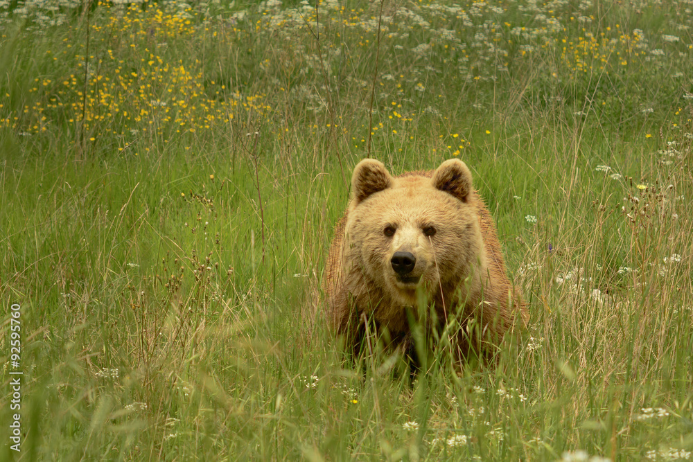 Orso bruno marsicano (Ursus arctos marsicanus) Orso bruno marsicano (Ursus arctos marsicanus)