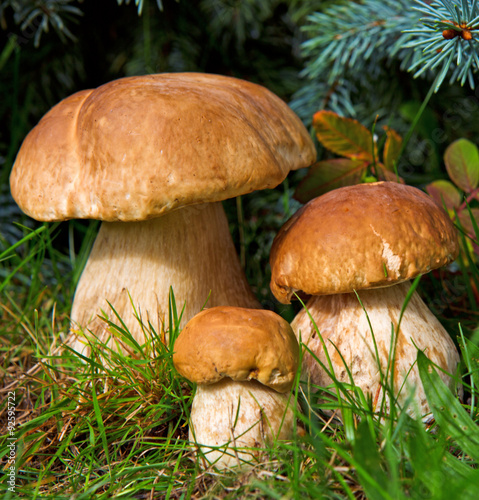 Three mushroom boletus in the forest.