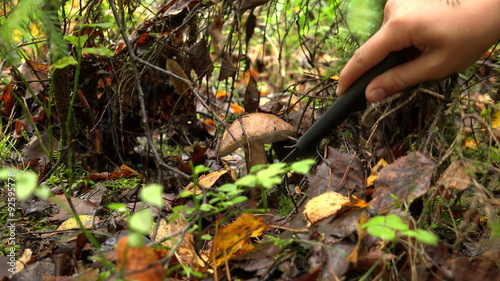 Boletus mushroom in the forest. 4K. photo