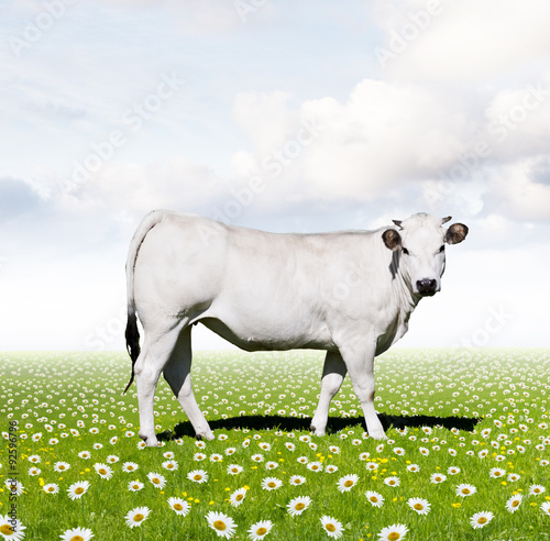 Weiße Kuh in Gänseblümchenwiese