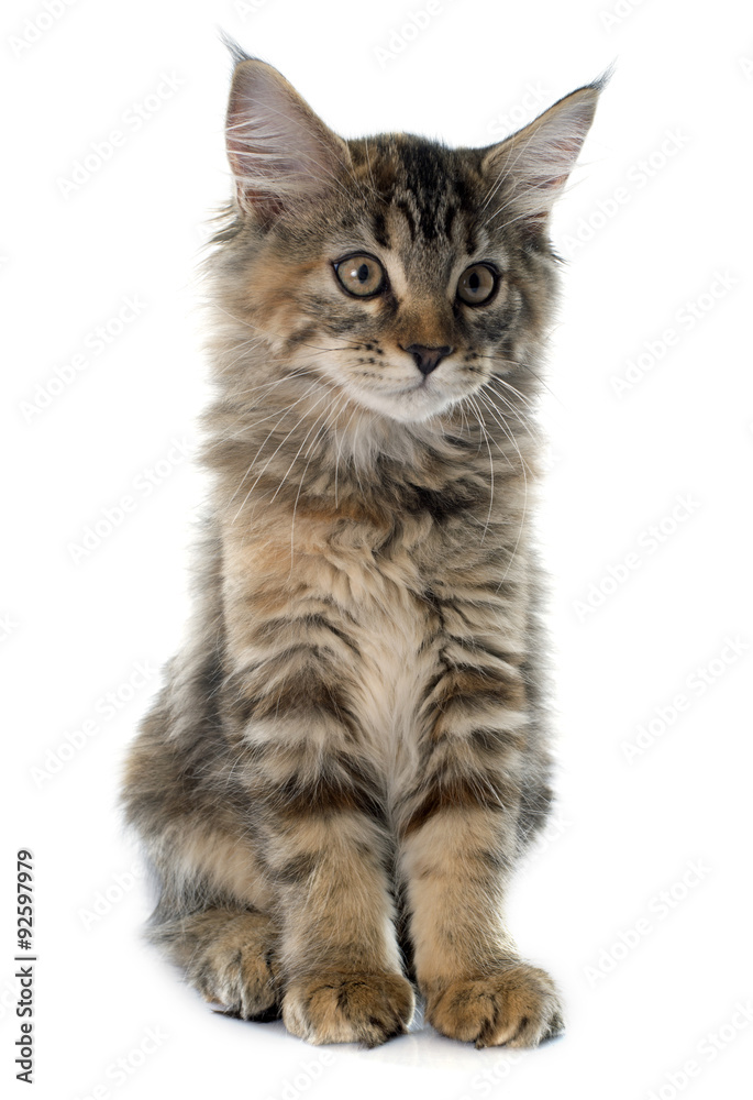 Obraz premium maine coon kitten