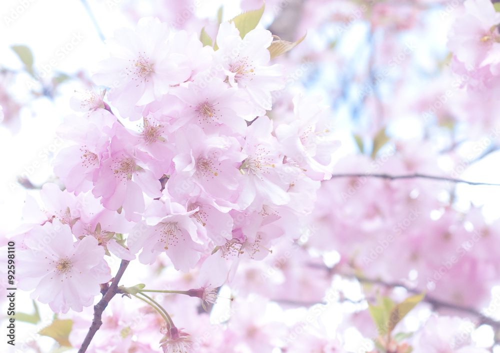 Spring Cherry blossoms, pink flowers - natural background