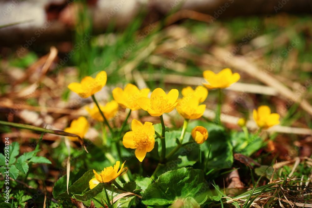 Yellow buttercup flowers (Ranunculus) in the meadow Yellow buttercup flowers (Ranunculus) in the meadow