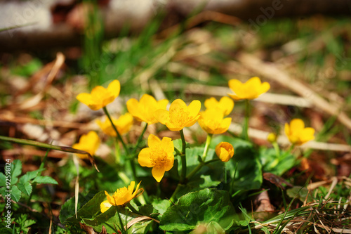 Yellow buttercup flowers (Ranunculus) in the meadow