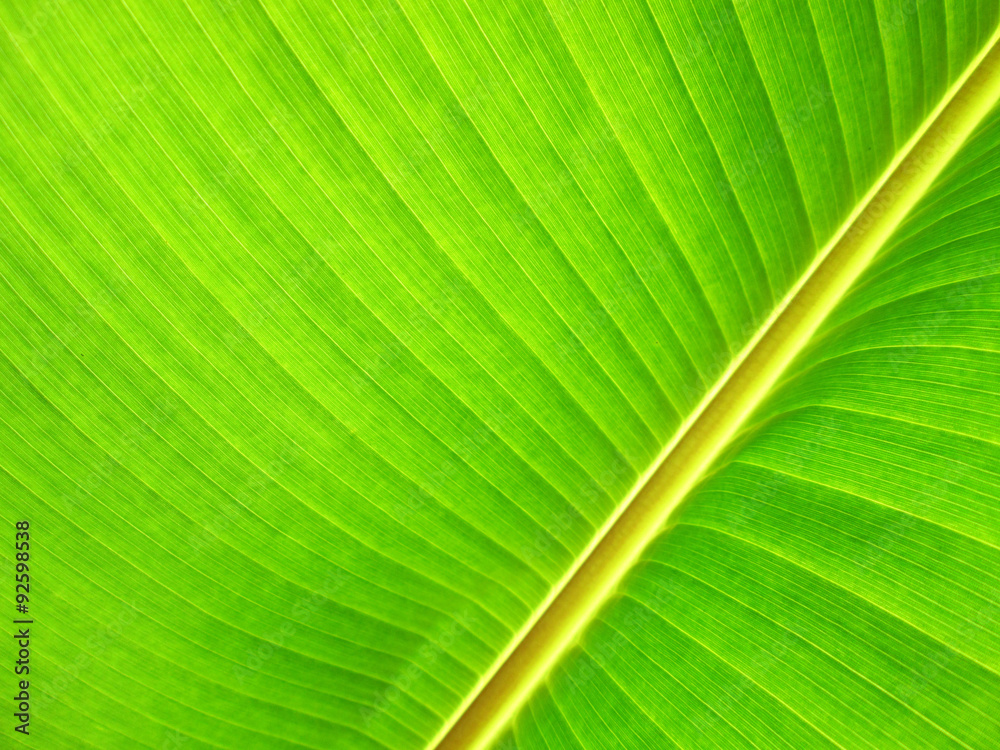 Close up of fresh banana leaf. Banana leaf texture Close up of fresh banana leaf. Banana leaf texture