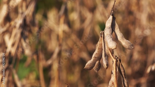 Soy bean crops