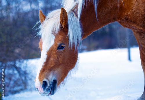 Brown Horse Haflinger in snowy pasture. Snow land 