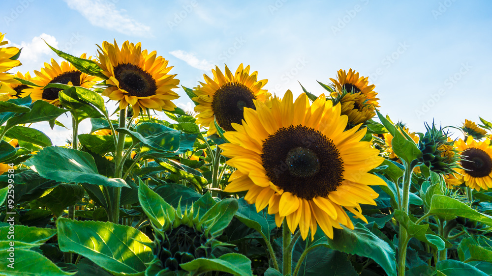 Naklejka premium sonnenblumen und himmel