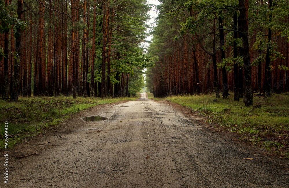 Obraz premium Path Through Cedar Forest