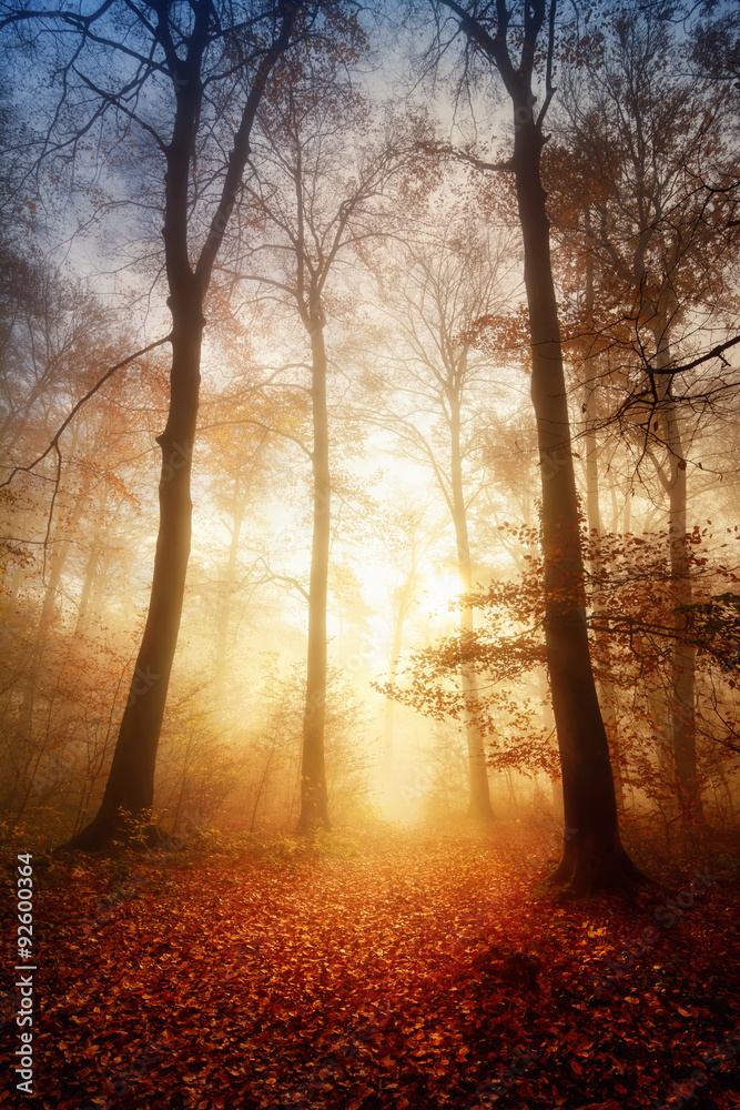 Faszinierendes Licht bei Nebel im Wald