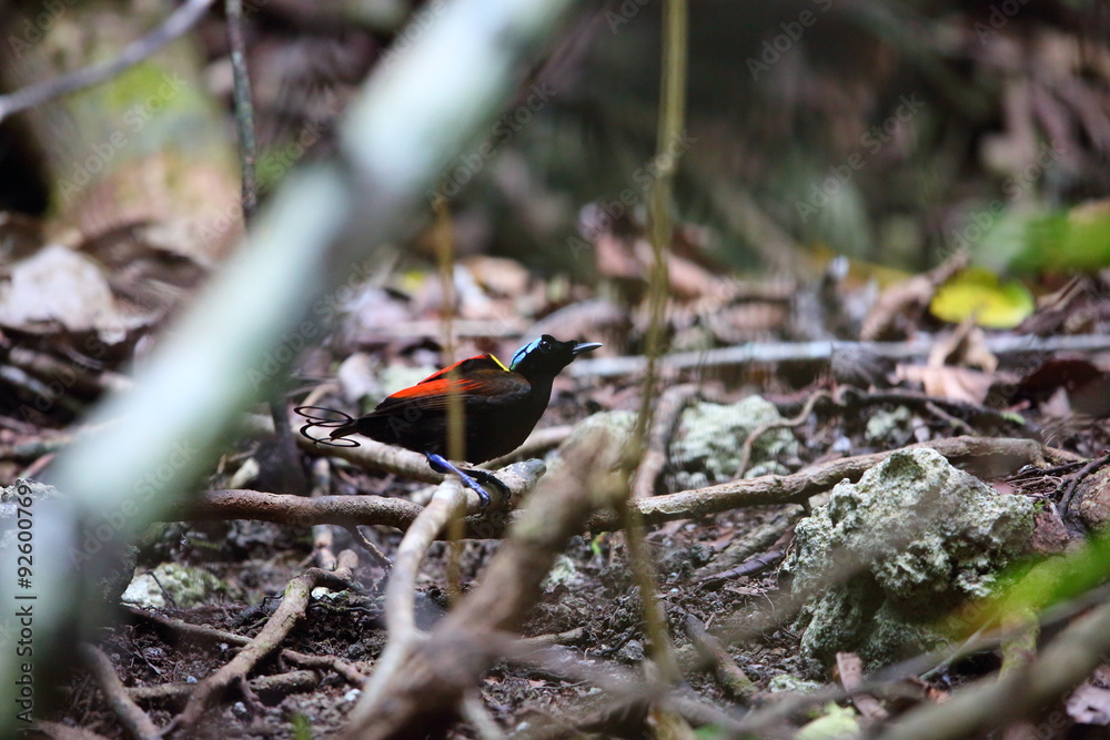Wilson's Bird-of-paradise (Diphyllodes respublica) in Papua New Guinea Wilson's Bird-of-paradise (Diphyllodes respublica) in Papua New Guinea