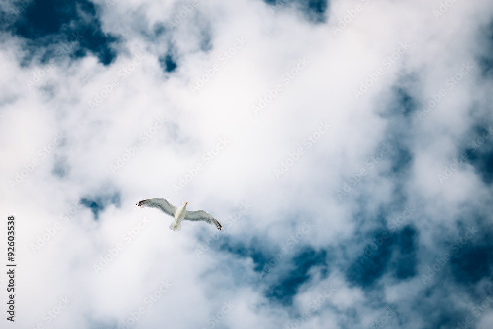 Fototapeta premium Flying Seagull On Blue Cloudy Sky Background