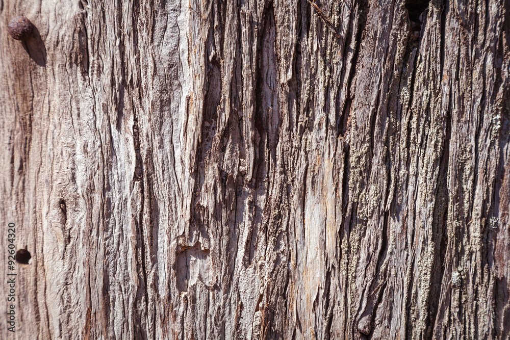 Wooden texture close up photo , nice background or texture