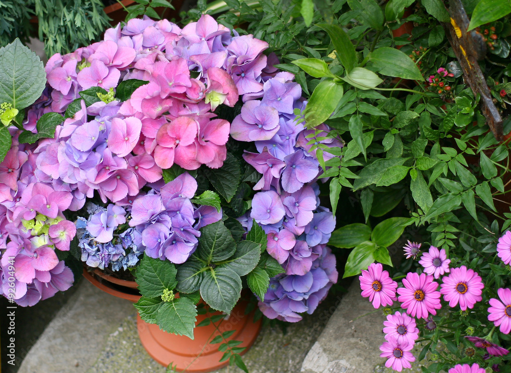 pink and blue hydrangea in a pot