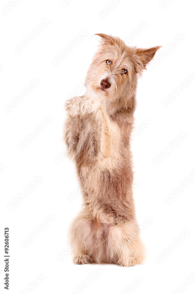 Hund macht Männchen, isoliert auf weißem Hintergrund Stock Photo Adobe Stock