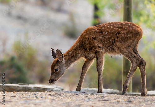 Small doe photographed at the National Park of Monfragüe. Spain. photo