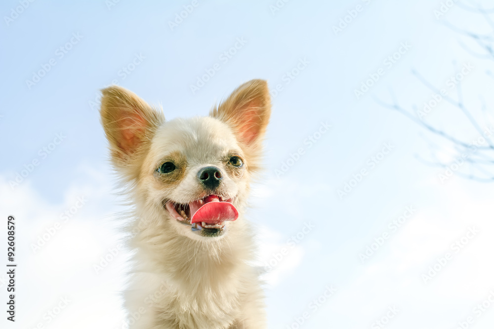 white Chihuahua dog with sky background white Chihuahua dog with sky background