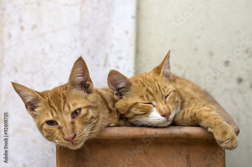 Kedi